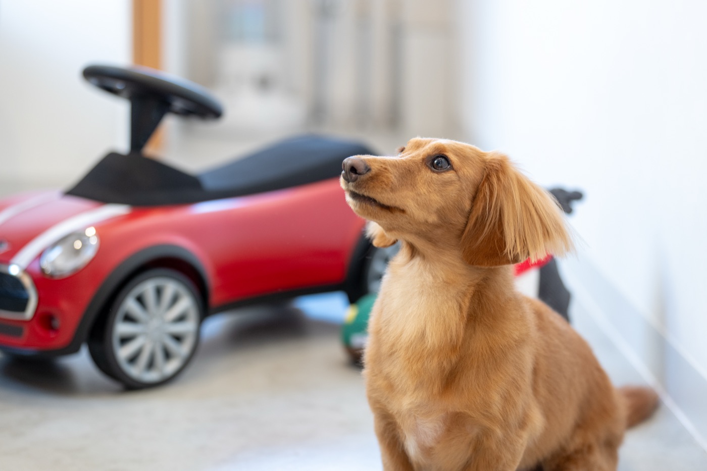 MINI の乗用玩具の横にすわる犬