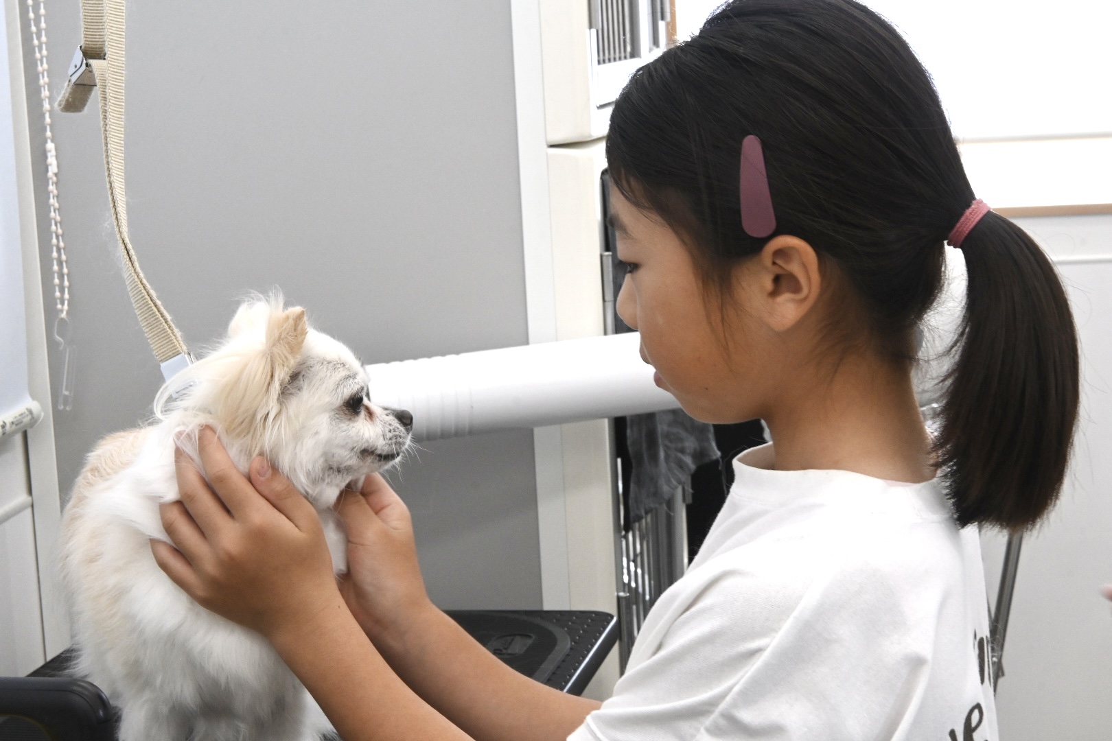 トリマーって、どんなお仕事？ー夏休みのドッグサロン仕事体験