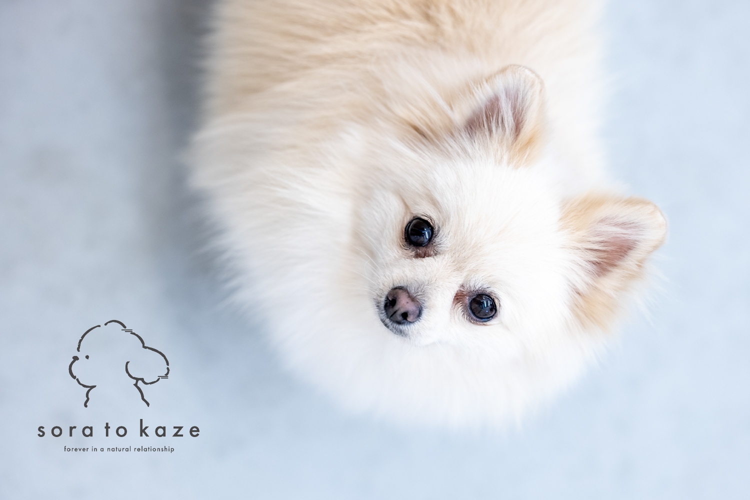 【12月】愛犬相談会~小さな声を読み解く 編~