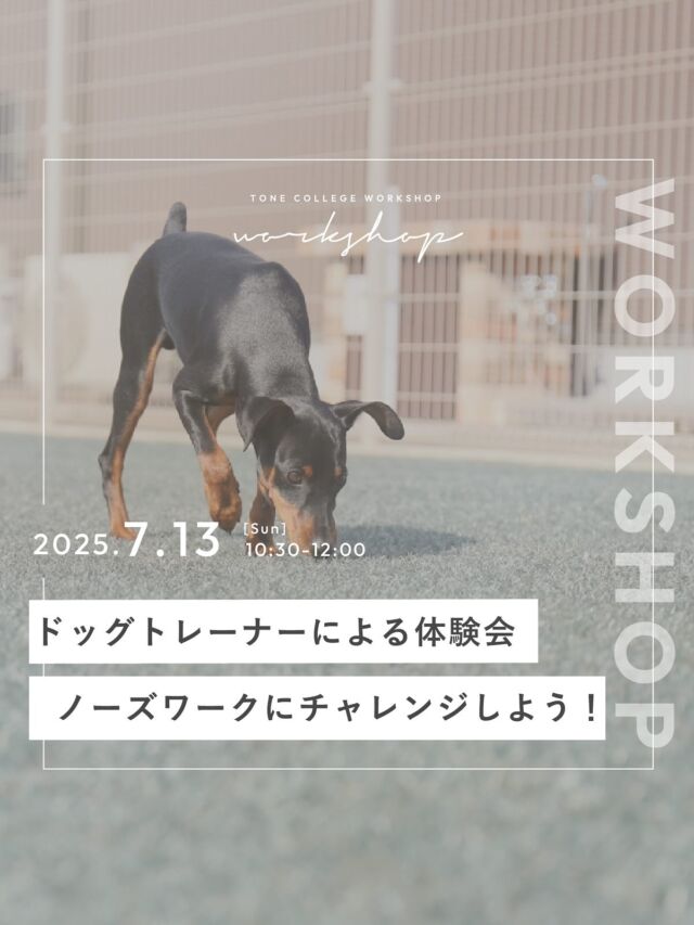 🐶ワークショップのお知らせ🐶

日本ドッグビヘイビアリスト協会認定トレーナーの清水亮子さんによる、
わんちゃんの能力を引き出す体験会を行います🐕

今回のテーマは「ノーズワーク」。

嗅覚を使って、隠された食べ物やおもちゃなどを探し出す遊びであるとともに、
犬が持つ優れた嗅覚を思う存分発揮させられる「ノーズワーク」。

子犬も成犬も、高齢の犬も、嗅覚がある限り楽しめる素晴らしい運動です🎾
飼い主様も一緒に楽しむことができますよ！

ノーズワークによって、心身ともに満たされストレスが軽減できれば、
日常の吠え、破壊行動などの問題行動の抑制につながると言われています。

やったことのない子も大丈夫🙆‍♀️
今回はダンボールを使用したノーズワークになります。
はじめの一歩を一緒に体験してみませんか？

【内容】ドッグトレーナーによる体験会〜ノーズワークにチャレンジしよう！〜

【日時】
7月13日(日)　10：30～12：00

【定員】
3組(1組2名まで（2人目+1,000円）、1人1頭ハンドリングできるようにお願いします)

【参加費】
1頭につき4,400円（1頭とお二人で参加の場合5,400円）
※お会計は現金のみとなります

【持ち物】
・お気に入りのオヤツ※匂いが強めなお肉系がおススメ！
・リード、ハーネスor首輪着用
・クレート

【ご参加の条件】・他犬・他人への吠え・攻撃性のある子はご参加できません。
・ワクチン接種済、または抗体価検査済み
・リード、ハーネスor首輪着用お願いします。
・チョークチェーン、スパイクカラー、スリップリード、Eカラーなどを着用させてのご参加はできません。
・伸縮リードでのご参加はご遠慮ください。
・ヒート中の犬はご参加できません。

【申込】
プロフィール欄のリンク
「ワークショップのお申し込みはこちらから」
よりお申込みください。
※お申し込み時に「わんちゃんの犬種、年齢、性別」をお知らせください。

【キャンセルについて】
ご予約後にご都合が付かなくなってしまった場合は、お早めにお電話にてご連絡ください。
5日前〜キャンセル料をいただきます。
キャンセルの場合は必ずご連絡をお願いします。
5日前-50% 前日~当日-100%

※開催レポートのため、お顔の映らない範囲で撮影させていただく場合がございます。

ーーーーーーーーーーーーーーー

tone villageは長野県長野市の複合施設です。
毎月ワークショップも行っています🕊

「カフェ」@tonecafe_nagano
「ドッグサロン」@soratokaze_wan
「ネイルサロン」@blanchefle2017
「デザイン会社」@apricot.design

〒381-2205
長野県長野市青木島町大塚901-2
無料駐車場10台（各店舗共通）

【休業日について】
不定休のため、プロフィール欄のカレンダーよりご確認ください。

【tone cafeご予約について】
大変申し訳ございませんが、席数に限りがございますためご予約は承っておりません。ご来店されたお客様から順番にご案内しております。
何卒ご理解の程、よろしくお願いいたします。

ーーーーーーーーーーーーーーー
#tonevillage #tonecafe #blanchefle #soratokaze #tonecollege #トーンビレッジ #アプリコットデザイン #ソラトカゼ #ドッグサロン #グルーミングサロン #トリミングサロン #grooming #dog #長野県 #長野市 #ドッグラン #犬のしつけ #犬のワークショップ #愛犬家